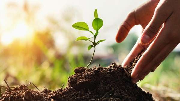 gerakan penanaman pohon